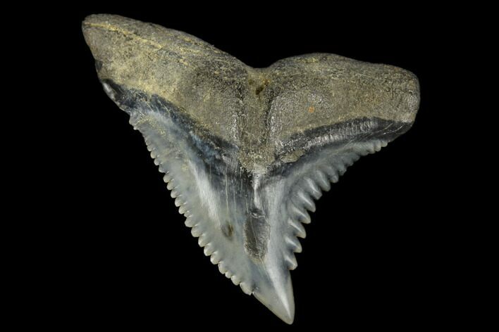 Snaggletooth Shark (Hemipristis) Tooth - Aurora, NC #180128